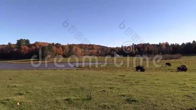 美国野牛在秋天的田野里